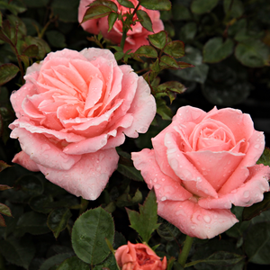 Amestec de roz deschis și alb - trandafir teahibrid